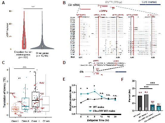 1-陸劍.png 北京大學(xué)生命科學(xué)學(xué)院陸劍課題組與合作者共同揭示uORFs通過精細(xì)調(diào)節(jié)CLOCK蛋白的翻譯參與果蠅晝夜節(jié)律及睡眠行為的調(diào)控機(jī)制-肽度TIMEDOO