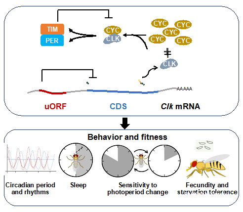 3-陸劍.png 北京大學(xué)生命科學(xué)學(xué)院陸劍課題組與合作者共同揭示uORFs通過精細(xì)調(diào)節(jié)CLOCK蛋白的翻譯參與果蠅晝夜節(jié)律及睡眠行為的調(diào)控機(jī)制-肽度TIMEDOO