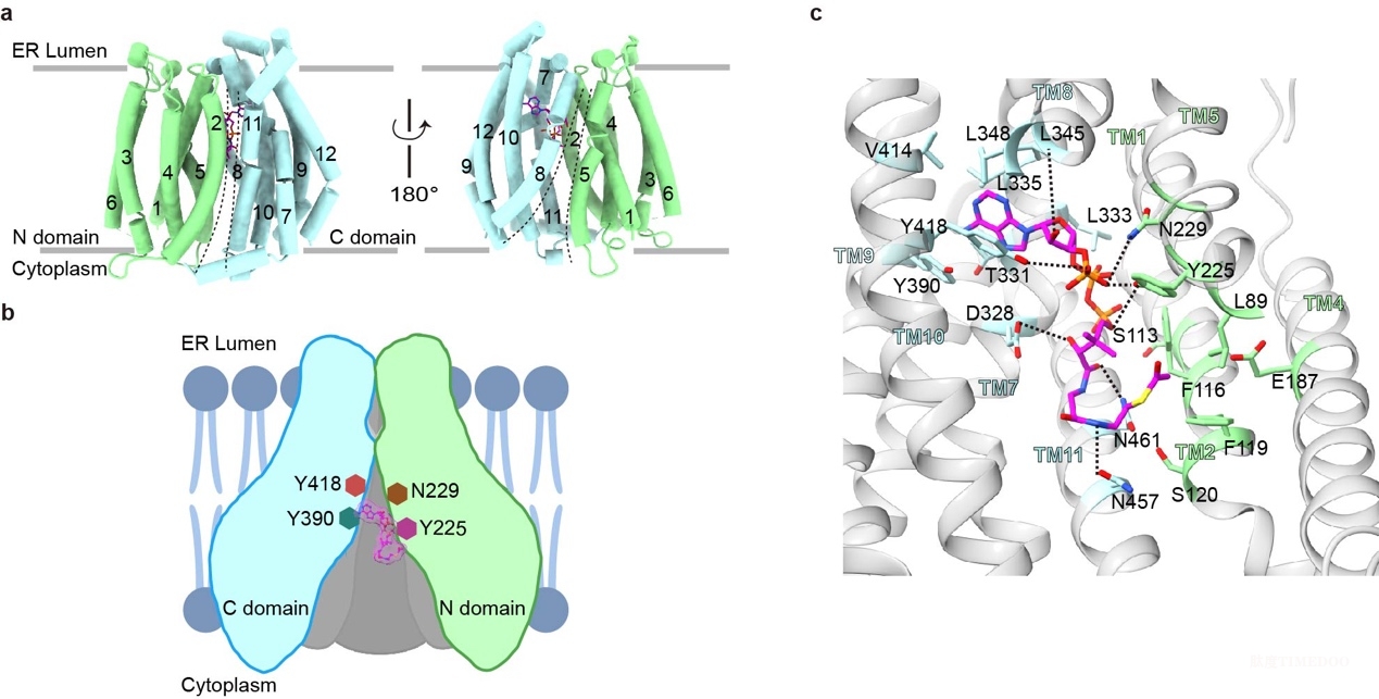 image1.jpeg 北京大學(xué)生命科學(xué)學(xué)院張哲課題組揭示SLC33A1識(shí)別乙酰輔酶A的分子機(jī)制-肽度TIMEDOO