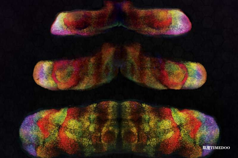 研究揭示FOXP基因如何塑造小腦Purkinje細(xì)胞多樣性并推動腦功能進(jìn)化-肽度TIMEDOO