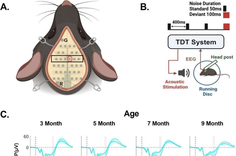 科學(xué)家發(fā)現(xiàn)性別差異性腦反應(yīng)機(jī)制，為巴滕病（CLN3型）治療研究提供新模型-肽度TIMEDOO